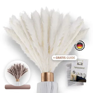 Farrell Brec 30 Stück getrocknetes Pampasgras in weiß - extra langlebig und 70-75cm Lange Trockenblumen - Pampasgras Deko Wohnzimmer , Schlafzimmer, Vase Trockenblumenstrauß (Weiß)