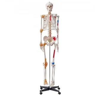 VEVOR Menschliches Skelett Modell für Anatomie, 182 cm Lebensgrö_e, Genaues PVC Anatomie Skelett Modell mit Bändern, Beweglichen Armen, Beinen & Ki