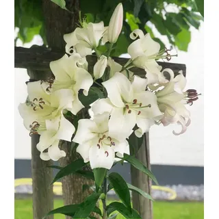 BALDUR Garten Blumenzwiebeln Tree-Lily® 'Pretty Woman', Liliengewächse,duftend,winterhart, mehrjährig, pflegeleicht weiß
