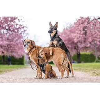 Wolters Professional Comfort Hundegeschirr Olive/Schwarz 50-60 cm
