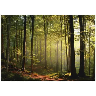 WallArena Fototapete Wald in Grün - Gr.: 250 x 175 cm