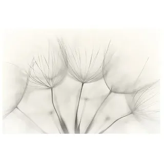 Papermoon Premium collection Fototapete Nahaufnahme Pusteblume  (B x H: 400 x 26 cm, Vlies)