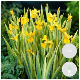 Bloomique Wasserpflanze 6er-Set Iris Pseudacorus, Schwertlilie, 15-25 cm, Topf 9 cm, 6 St. gelb