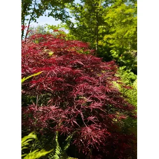 Japanischer Ahorn 'Red Pygmy' 60-80 cm Topf Acer palmatum winterhart | Aufrecht, schmal, rote Blätter, Blüte rot Mai-Juni, Halbschatten bis Sonne, Kübel, Kleingarten, winterhart bis -20 °C