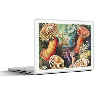 MuchoWow Laptop-Aufkleber Ernst Haeckel - Anemone - Retro - Natur - Pflanzen - Meer, (1tlg), Selbstklebendes Laptop Folien Cover, Sticker, Kratzschutz, 40x30 cm bunt Ø 50.00 cm x 40 cm x 30 cm
