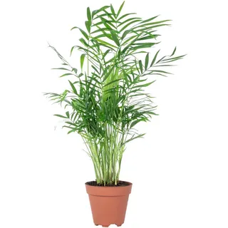 Flowerbox Bergpalme - pflegeleichte Zimmerpflanze Chamaedorea elegans - Höhe ca. 35 cm, Topf-Ø 12 cm