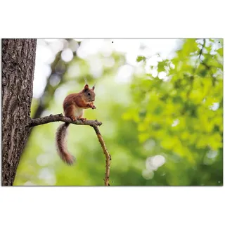 Wallario Outdoor-Poster für Garten oder Balkon Eichhörnchen auf einem AST, Motivbanner Größe: ca. 60 x 90 cm, Outdoor-Bild