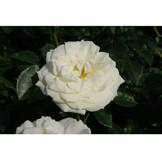 Beetrose  (Rosa 'Alabaster'  -R-, Weiß)