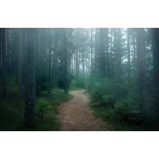 Papermoon Fototapete PAPERMOON "Photo-Art CHRISTIAN LINDSTEN, DER VERWUNSCHENE WALD", bunt, B:4m L:2,6m, Vlies, Tapeten