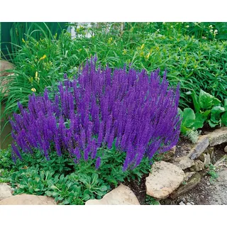 Pflanzen Für Dich Staude Salvia nemorosa Blaukönigin, 1 St., Steppen-Salbei, Hain-Salbei blau