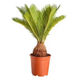 Dehner Zimmerpflanze Cycas revoluta