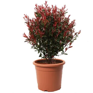 KENTIS - Photinia Fraseri Robusta Compacta Kugelförmige mit Jutedekoration für Vase - Winterharte Pflanzen für Garten - Echte Gartenpflanzen - Hoch 70/80 cm Topf Ø 30 cm