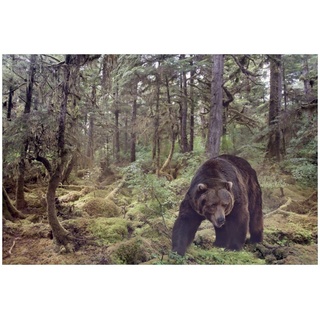 Wallario Glasbild, Gefährlicher Grizzlybär im Wald, in verschiedenen Ausführungen braun