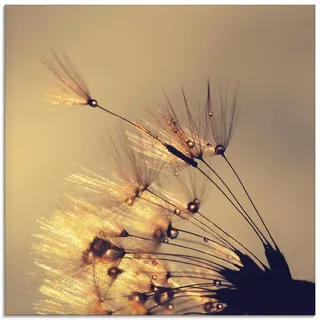 ARTland Wanddeko Glasbilder Wandbild Glas Bild einteilig 40 x 40 cm Quadratisch Innere Ruhe Wellness Pflanzen Blumen Pusteblume Regen Tau Tropfen Sonnenaufgang S8XF