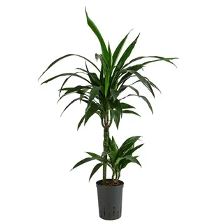 Dehner Drachenbaum Janet Lind, in Hydrokultur, ca. 100 cm, Ø Topf 15 cm | Dracaena, inkl. Wasserstandsanzeiger, zweitriebige Zimmerpflanze, für halbschattige bis schattige Standorte