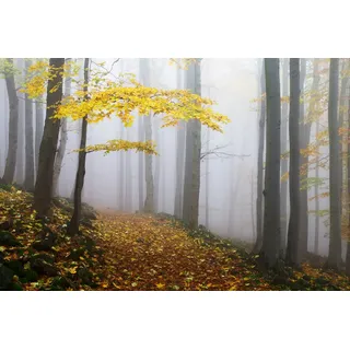 Papermoon Premium collection Fototapete Novemberwald (B x H: 200 x 149 cm, Vlies)