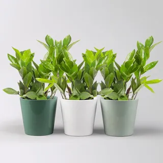 Glücksfeder inkl. Übertopf 'Dallas' grün,gl.blau& weiß Topf -Ø 12 cm, 3 Pflanzen