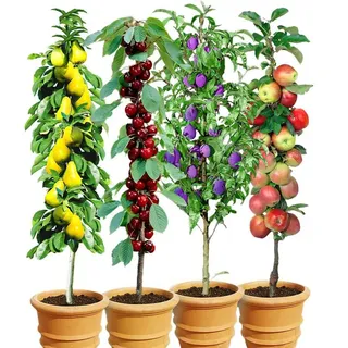 BALDUR Garten BALDUR Säulenobst-Kollektion, 4 Pflanzen