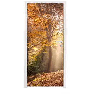 MuchoWow Türtapete Herbst - Licht - Wald, Matt, bedruckt, (1 St), Türfolie Selbstklebend, Türtapete, Türdeko Poster, 95x235 cm bunt 95 m x 235 m