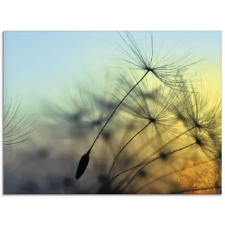 ARTland Wanddeko Glasbilder Wandbild Glas Bild einteilig 80x60 cm Querformat Natur Blumen Pusteblume Sonnenuntergang Himmel Moderne Kunst T5XL