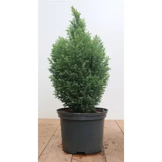 Pflanzen Für Dich Chamaecyparis,awsoniana 'Snow White' -R- 30-40 cm