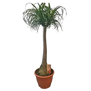 Beaucarnea Recurvata - Elefantenfuß Zimmerpflanze, 150-170 cm, Flaschenbaum, Pflegeleicht & Trockenheitsresistent, Dekoratives Highlight für Zuhause & Büro