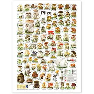 Planet Poster Editions Pilze Poster 30 x 40 cm | Pilzkunde & heimische Artenvielfalt | Illustrierte Pilzarten mit Namen, Merkmalen und Symbolen zur Bestimmung