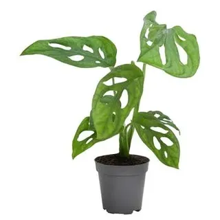 Fensterblatt - Monstera adansonii 'Monkey Mask'