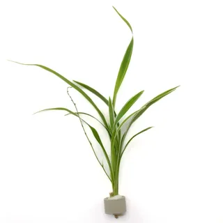 Bichetii-Grünlilie Höhe ca. 15-40 cm Topf-Ø ca. 3,4 cm Chlorophytum,axum