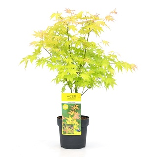 Plant in a Box Japanischer Ahorn Baum  - Acer palmatum Orange Dream Höhe 60-70cm