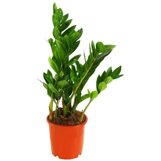 Dehner Zimmerpflanze Glücksfeder, Zamioculcas zamiifolia, versch. Größen, mit ledrigen Fiederblättern, robust, dunkler Standort grün 20 cm