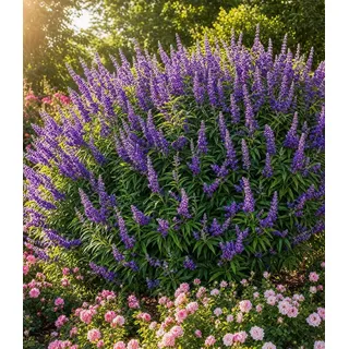 BALDUR Garten 1x Mönchspfeffer 'Queen Bee®', Pflanze im 9x9 cm-Topf | extrem lange Blütezeit & Bestäubermagnet, erinnert an Sommerflieder, winterhart, trockenheitsverträglich, mehrjährig