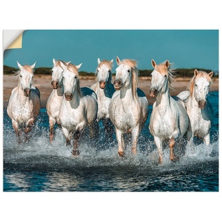 Artland Wandbild Camargue Pferde galoppieren am Strand, Haustiere (1 St), als Alubild, Outdoorbild, Leinwandbild, Poster, Wandaufkleber weiß 60 cm x 45 cm