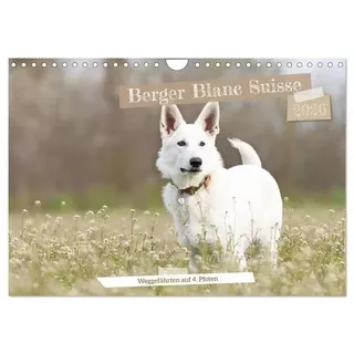Berger Blanc Suisse - Weggefährten auf 4 Pfoten (Wandkalender 2026 DIN A4 quer), CALVENDO Monatskalender