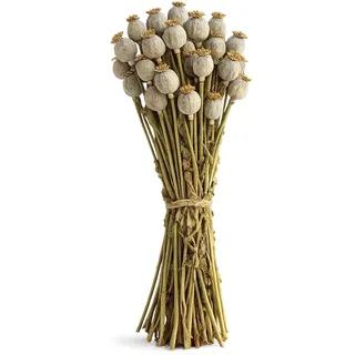 NaDeco Getrocknete Mohnkapseln Natur im Bund ca. 60cm – Trockenblumen Mohn Deko – Mohnkapseln getrocknet zum Basteln & Dekorieren – Floristik, Hochzeit, Herbstdeko, DIY Naturmaterial – 150gᅠ