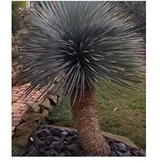 Stk - 10x Yucca rostrata Blaue Yucca Garten Pflanzen - Samen ID977 - Seeds & Plants Shop by Ipsa