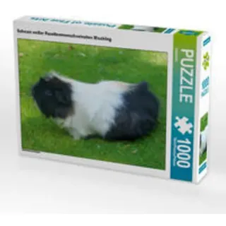 CALVENDO Puzzle Schwarz weißer Rosettenmeerschweinchen Mischling 1000 Teile Lege-Größe 64 x 48 cm Foto-Puzzle Bild von kattobello