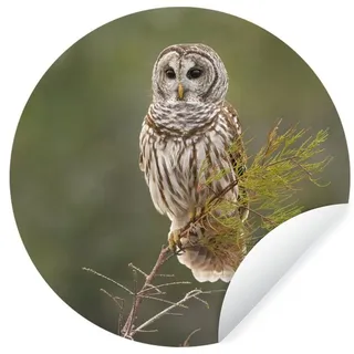 MuchoWow Wandsticker Eule - Vogel - Zweig (1 St), Tapetensticker Selbstklebend, Wandbild Wohnzimmer, 80x80 cm bunt 80 cm x 80 cm x 0.1 cm