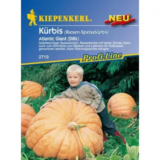 Kiepenkerl, Kürbis Atlantic Giant