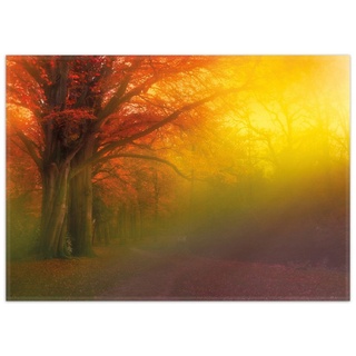 Teppich Bunter Herbst - Waldlandschaft bei Nebel in Regenbogenfarben, Wallario, rechteckig, rutschfest gelb 50 cm x 70 cm