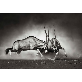 Vliestapete WALL-ART "Tiere Afrika Antilopen Duell" Tapeten Gr. B/L: 3,84 m x 2,6 m, schwarz Vliestapeten