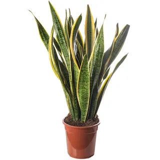 Schlangenpflanze Sansevieria hohe Zimmerpflanzen exotische große Bäume für Ihr Zuhause.