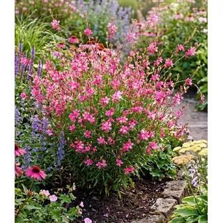 BALDUR Garten 2x Prachtkerze - Gaura 'Pink', Pflanzen im 9x9 cm-Topf | winterharte Trendstaude, Blüten in Schmetterlingsoptik, pflegeleicht, ideal für Beet & Kübel, mehrjährig
