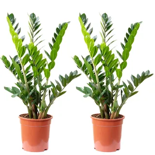 2er-Set Glücksfeder - echte Zimmerpflanze, Zamioculcas zamiifolia 9+ - Höhe 90 cm, Topf-Ø 21 cm
