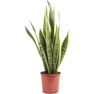 Bogenhanf - pflegeleichte Zimmerpflanze, Sansevieria trifasciata Laurentii - Höhe ca. 45 cm, Topf-Ø 14 cm