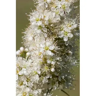 Pflanzen Für Dich Sorbaria sorbifolia Fiederspiere Weiß 70–90 cm