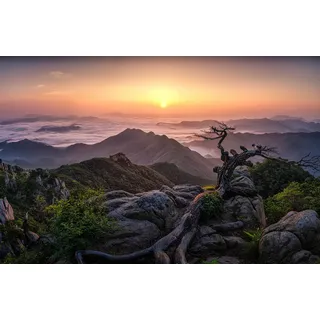 Papermoon Fototapete PAPERMOON "Photo-Art TIGER SEO, SONNENAUFGANG AUF DER SPITZE", bunt, B:4m L:2,6m, Vlies, Tapeten