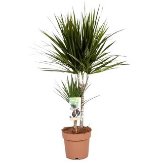 Plant in a Box Drachenbaum - Dracaena Marginata Höhe 70-80cm