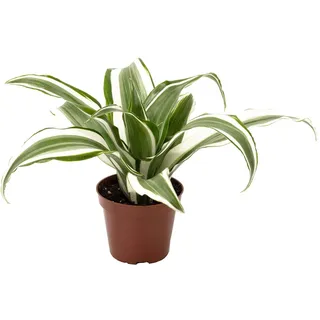 Drachenbaum White Jewel - pflegeleichte Zimmerpflanze, Dracaena Deremensis White Jewel - Höhe ca. 15 cm, Topf-Ø 6 cm