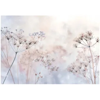 WallArena Fototapete, Blumen Pusteblumen Beige 350x250 cm